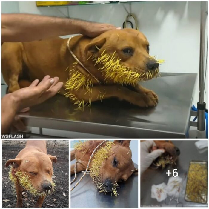 “A Hilarious Mishap: Thor the Dog Battles Hedgehog and Ends Up With a Face Full of Quills in Brazil”